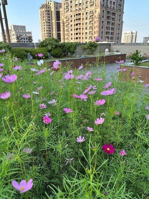 高雄市立體綠化補助從3/25開始受理，納入淨零設施讓生活更綠藝，最多可獲80萬！