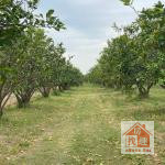 麻豆前後班段臨6米路都內農地