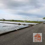 大林交流道旁大筆農地